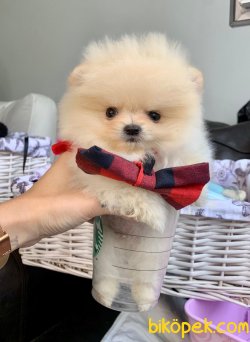 Ayıcık Surat Mini Boy Boo Pomeranian Yavrular 1