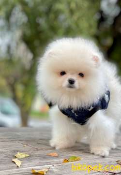 Ayıcık Surat Mini Boy Pomeranian Bebekler 3