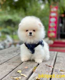 Ayıcık Surat Mini Boy Pomeranian Bebekler 2