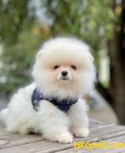 Ayıcık Surat Mini Boy Pomeranian Bebekler 1