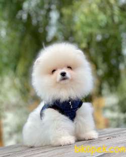 Ayıcık Surat Mini Boy Pomeranian Bebekler 4