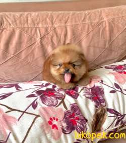 Ayıcık Surat Orjinal Boo Pomeranian Yavrular 3