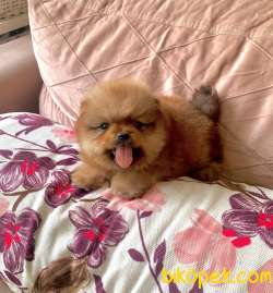 Ayıcık Surat Orjinal Boo Pomeranian Yavrular 1
