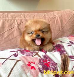 Ayıcık Surat Orjinal Boo Pomeranian Yavrular 2