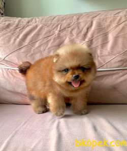 Ayıcık Surat Orjinal Boo Pomeranian Yavrular 4