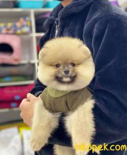 Ayıcık Surat Pomeranian Boo