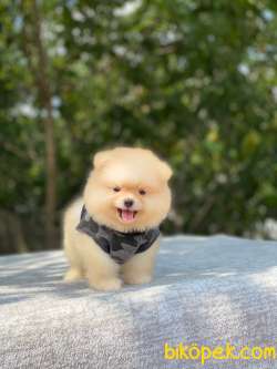 Ayıcık Surat Pomeranian Boo 4