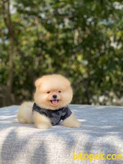 Ayıcık Surat Pomeranian Boo 2