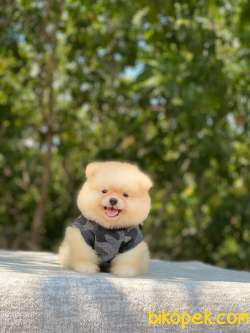 Ayıcık Surat Pomeranian Boo 3