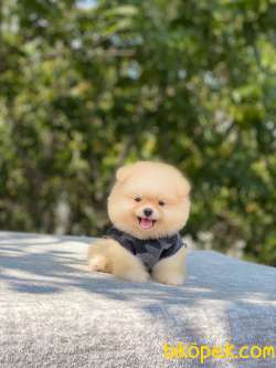Ayıcık Surat Pomeranian Boo
