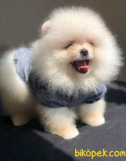 Ayıcık Surat POMERANİAN BOO Bebekler 4