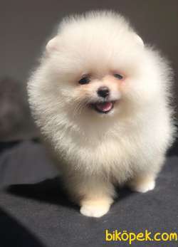 Ayıcık Surat POMERANİAN BOO Bebekler 3