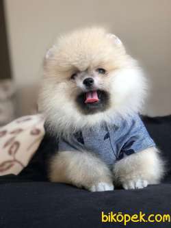 Ayıcık Surat POMERANİAN BOO Bebekler 5