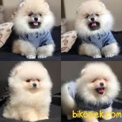 Ayıcık Surat POMERANİAN BOO Bebekler 1
