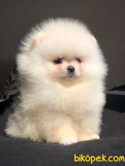 Ayıcık Surat POMERANİAN BOO Bebekler 2