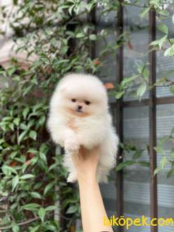 Ayıcık Surat Pomeranian Boo Bebekler 5