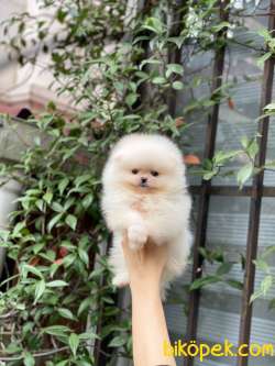 Ayıcık Surat Pomeranian Boo Bebekler 2