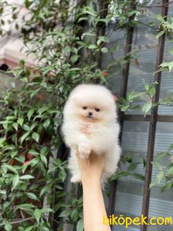 Ayıcık Surat Pomeranian Boo Bebekler