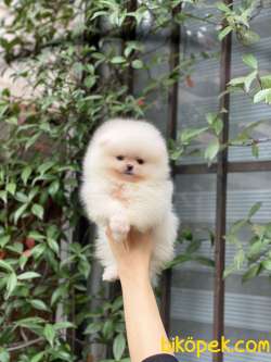 Ayıcık Surat Pomeranian Boo Bebekler 4