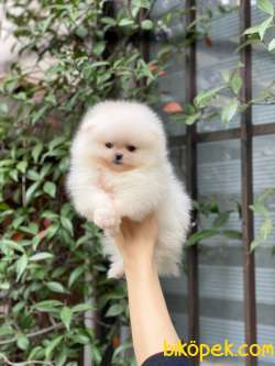 Ayıcık Surat Pomeranian Boo Bebekler 3