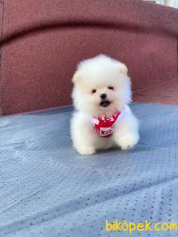 Ayıcık Surat POMERANİAN BOO Kızımız 2