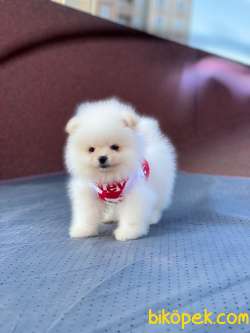 Ayıcık Surat POMERANİAN BOO Kızımız 5