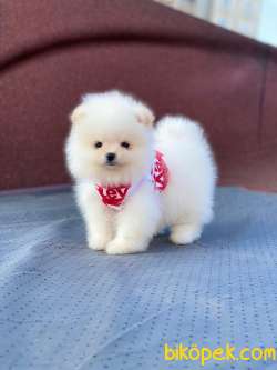 Ayıcık Surat POMERANİAN BOO Kızımız 1