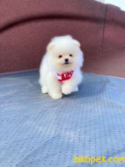 Ayıcık Surat POMERANİAN BOO Kızımız 3