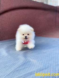Ayıcık Surat POMERANİAN BOO Kızımız 4