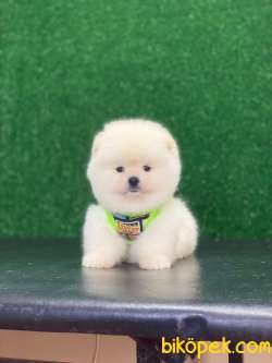 Ayıcık Surat Pomeranian Boo Miniğimiz