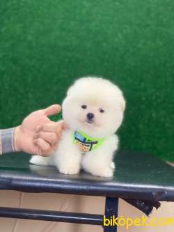 Ayıcık Surat Pomeranian Boo Miniğimiz 4