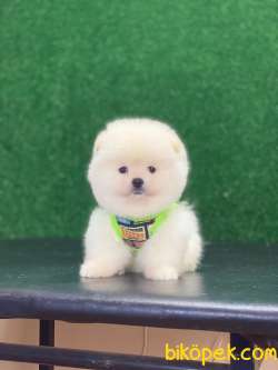 Ayıcık Surat Pomeranian Boo Miniğimiz 2