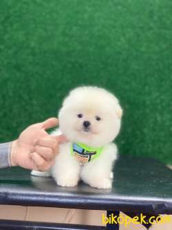 Ayıcık Surat Pomeranian Boo Miniğimiz 3