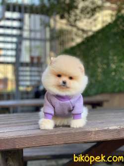 Ayıcık Surat Pomeranian Boo Miniğimiz 3