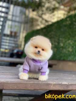 Ayıcık Surat Pomeranian Boo Miniğimiz 2