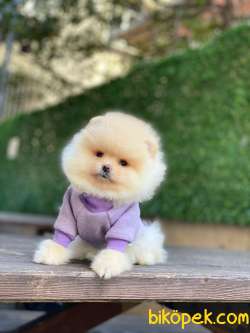 Ayıcık Surat Pomeranian Boo Miniğimiz 4