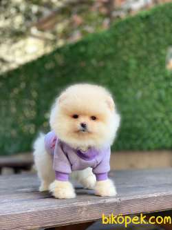 Ayıcık Surat Pomeranian Boo Miniğimiz