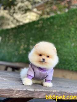 Ayıcık Surat Pomeranian Boo Miniğimiz 5