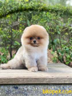 Ayıcık Surat POMERANİAN BOO Oğlumuz 4
