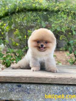 Ayıcık Surat POMERANİAN BOO Oğlumuz 2