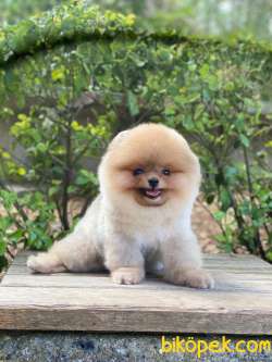 Ayıcık Surat POMERANİAN BOO Oğlumuz 3
