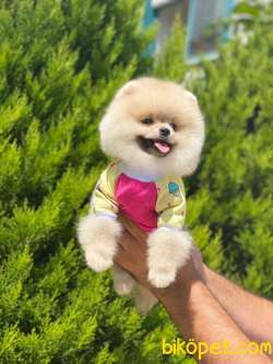 Ayıcık Surat POMERANİAN BOO Yavrular 4