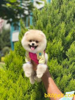 Ayıcık Surat POMERANİAN BOO Yavrular 3