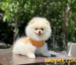Ayıcık Surat Pomeranian Boo Yavrular 3