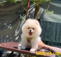 Ayıcık Surat Pomeranian Boo Yavrular 4