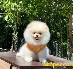 Ayıcık Surat Pomeranian Boo Yavrular 2