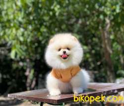 Ayıcık Surat Pomeranian Boo Yavrular 5