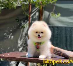 Ayıcık Surat Pomeranian Boo Yavrular