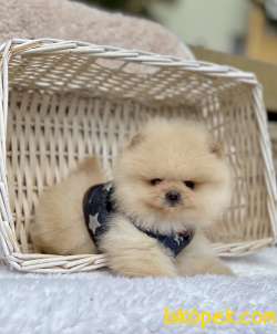 Ayicik Surat Pomeranian Boo Yavrularımız 1