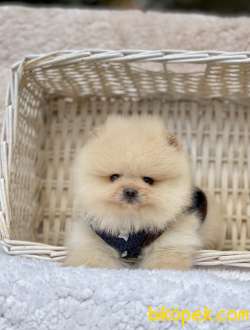 Ayicik Surat Pomeranian Boo Yavrularımız 4